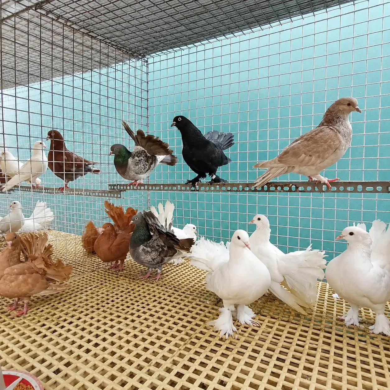 Mua Bồ C&acirc;u Rẻ Quạt Ở Đ&acirc;u Uy T&iacute;n