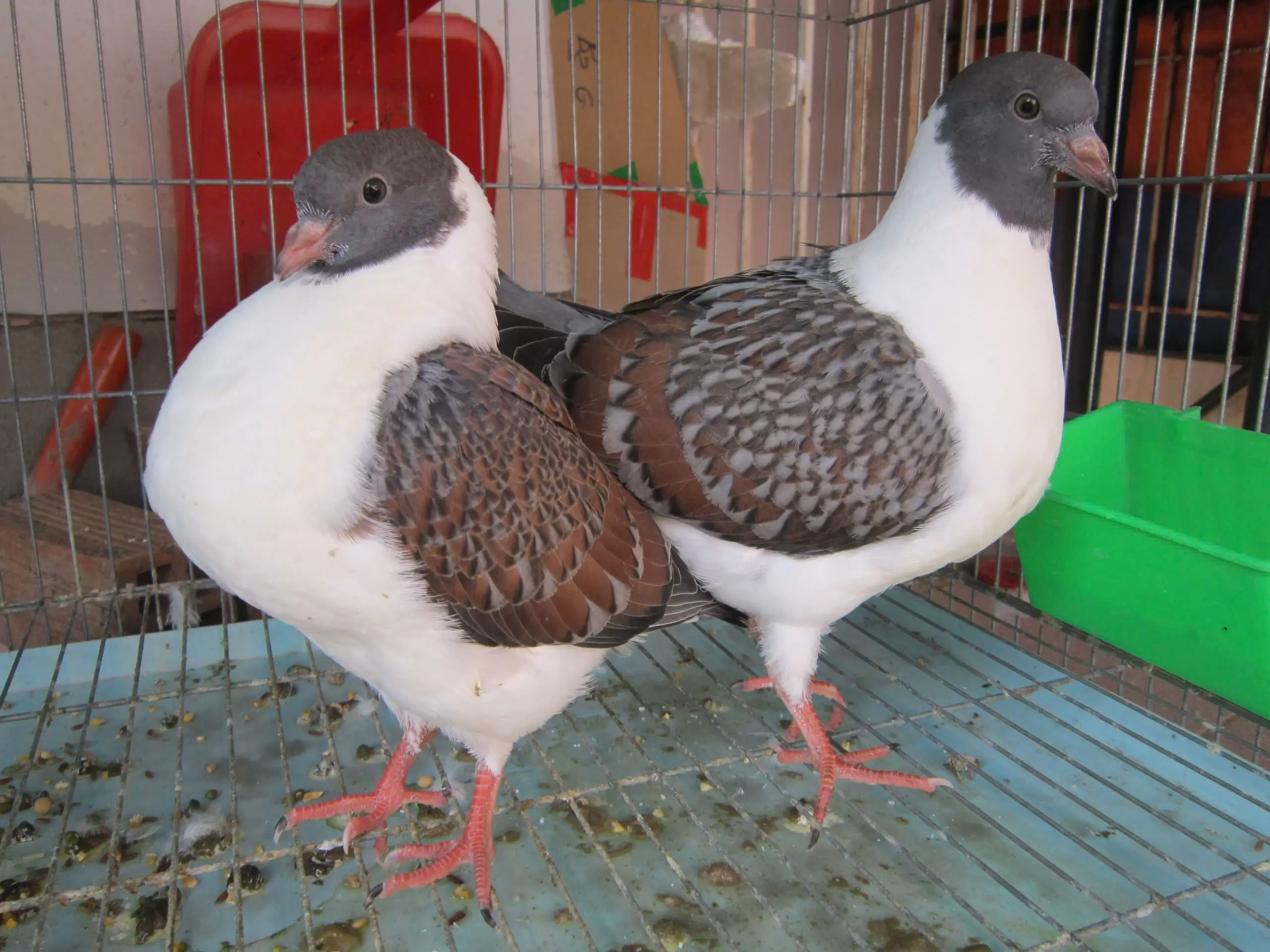 Bồ câu Banh (Modena - Italy Pigeons)