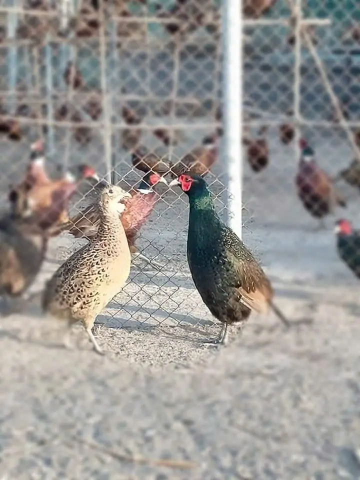 chim trĩ đỏ/xanh khoang cổ nu&ocirc;i lấy trứng c&oacute; hiệu quả kh&ocirc;ng