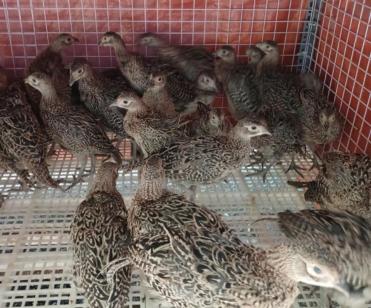 chim trĩ đỏ/xanh khoang cổ nu&ocirc;i lấy trứng c&oacute; hiệu quả kh&ocirc;ng