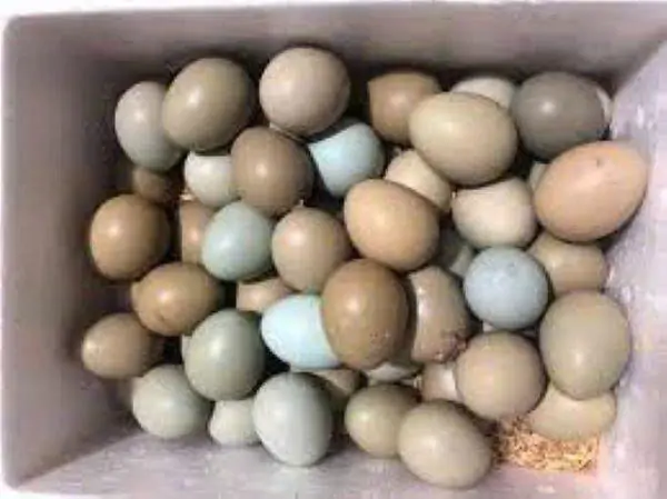 M&ocirc; h&igrave;nh nu&ocirc;i chim trĩ thương phẩm v&agrave; lấy trứng sạch