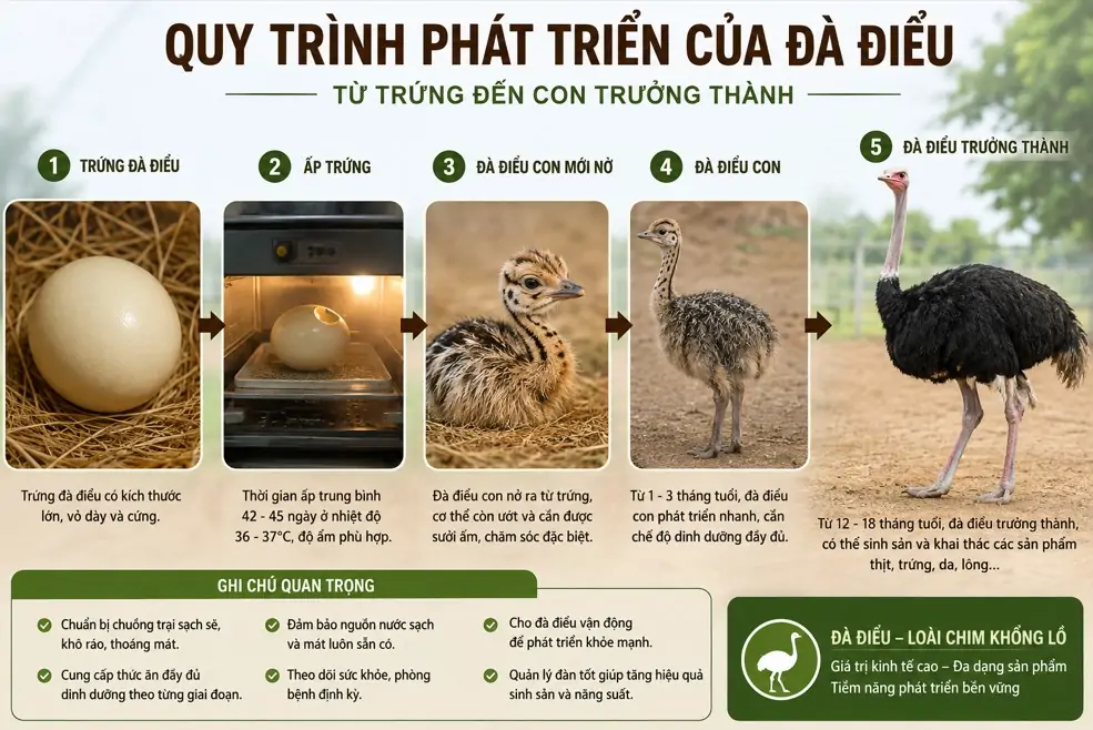 Chợ Mua Bán Con Giống Gia Cầm