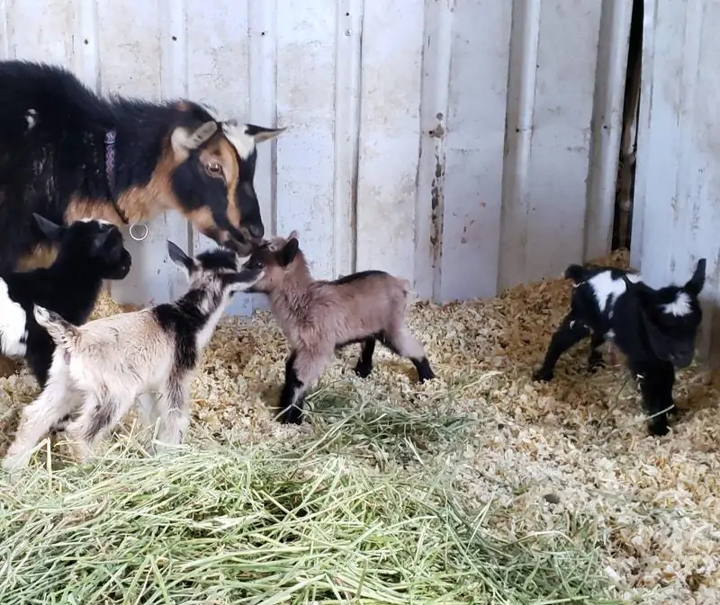 C&aacute;ch chăm s&oacute;c d&ecirc; l&ugrave;n Pygmy con 1 th&aacute;ng tuổi