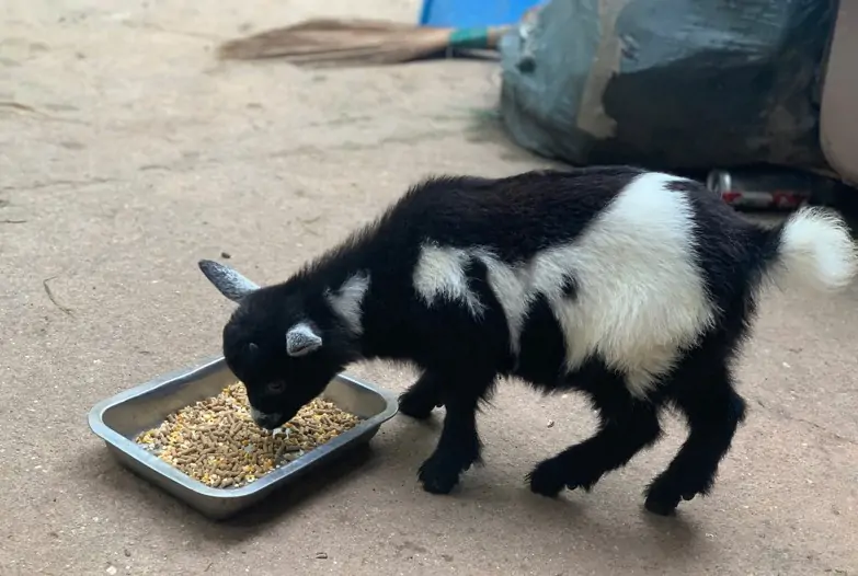 Mua con giống kiểng ở đ&acirc;u uy t&iacute;n