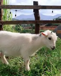 Cách chăm sóc dê lùn Pygmy con 1 tháng tuổi