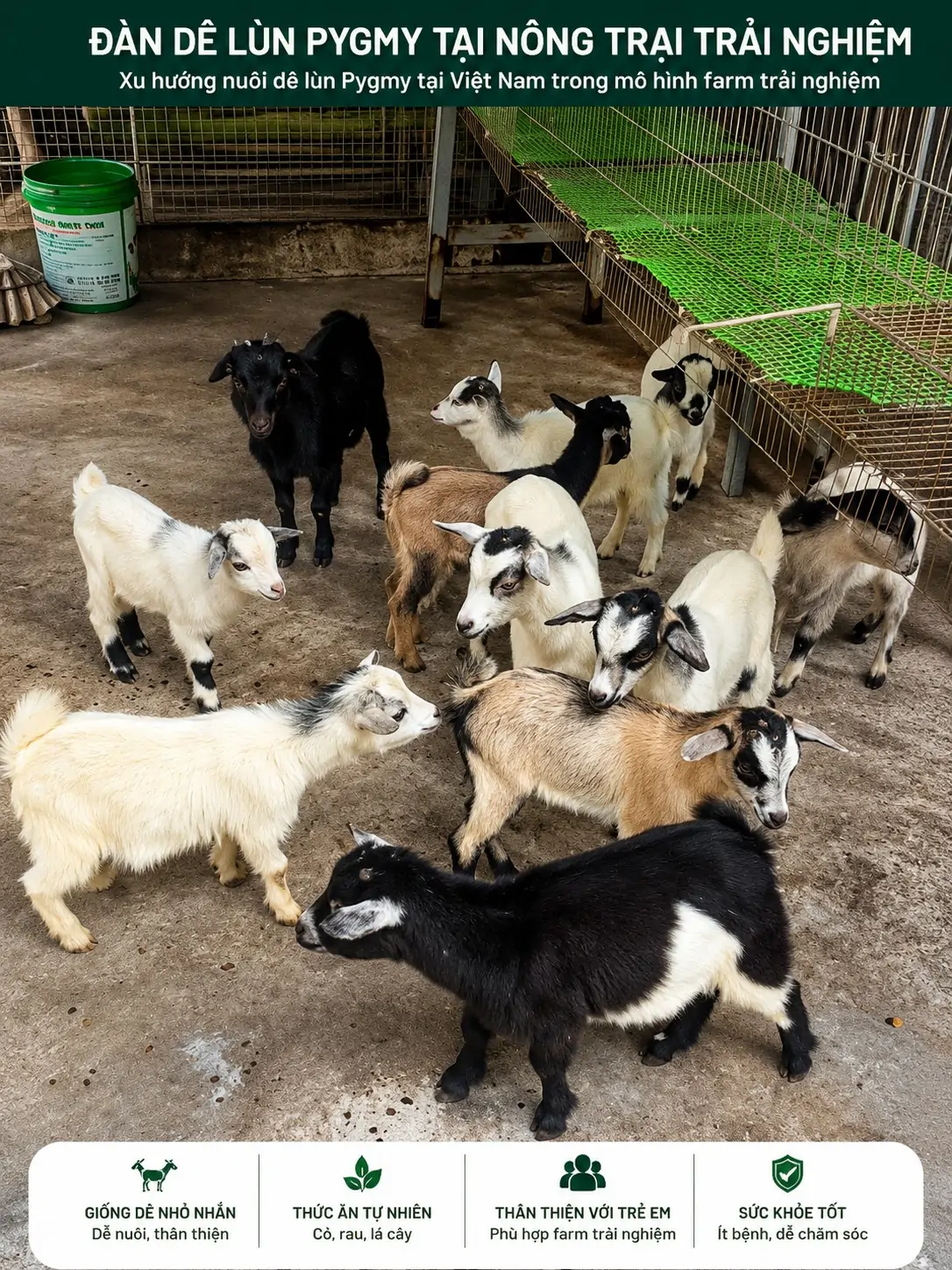 C&aacute;ch chăm s&oacute;c d&ecirc; l&ugrave;n Pygmy con 1 th&aacute;ng tuổi