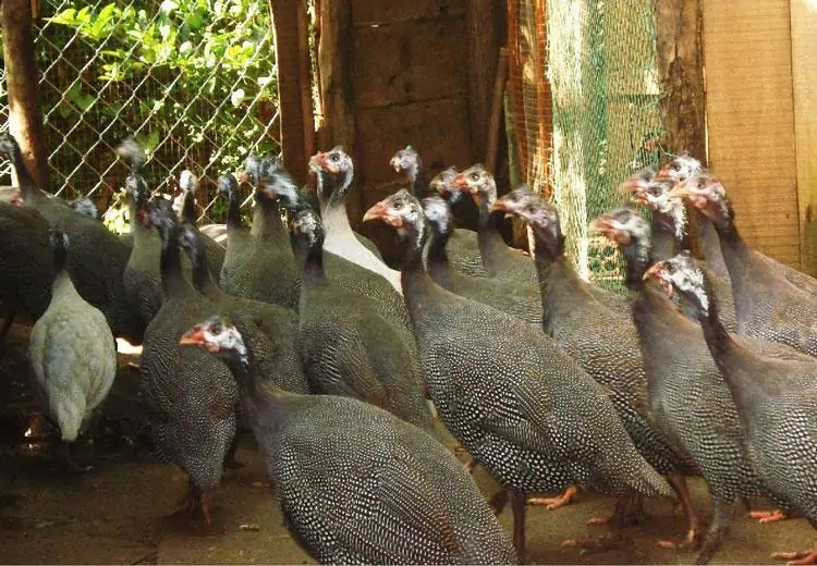 Cách chọn gà sao giống khỏe mạnh, ít bệnh, nuôi hiệu quả