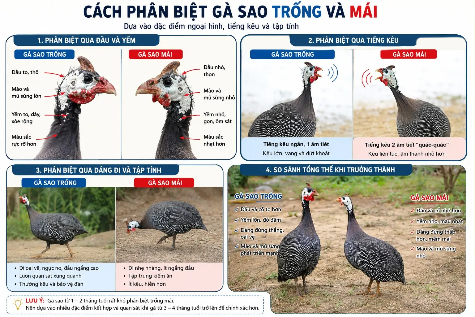 Gà quý phi - Nữ hoàng sắc đẹp của Gà cảnh