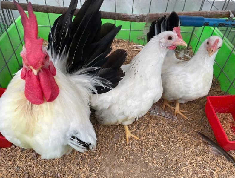 Nu&ocirc;i gia cầm tr&ecirc;n s&acirc;n thượng c&oacute; g&acirc;y m&ugrave;i, ồn v&agrave; mất vệ sinh kh&ocirc;ng