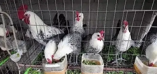 TRI THỨC NHÀ NÔNG