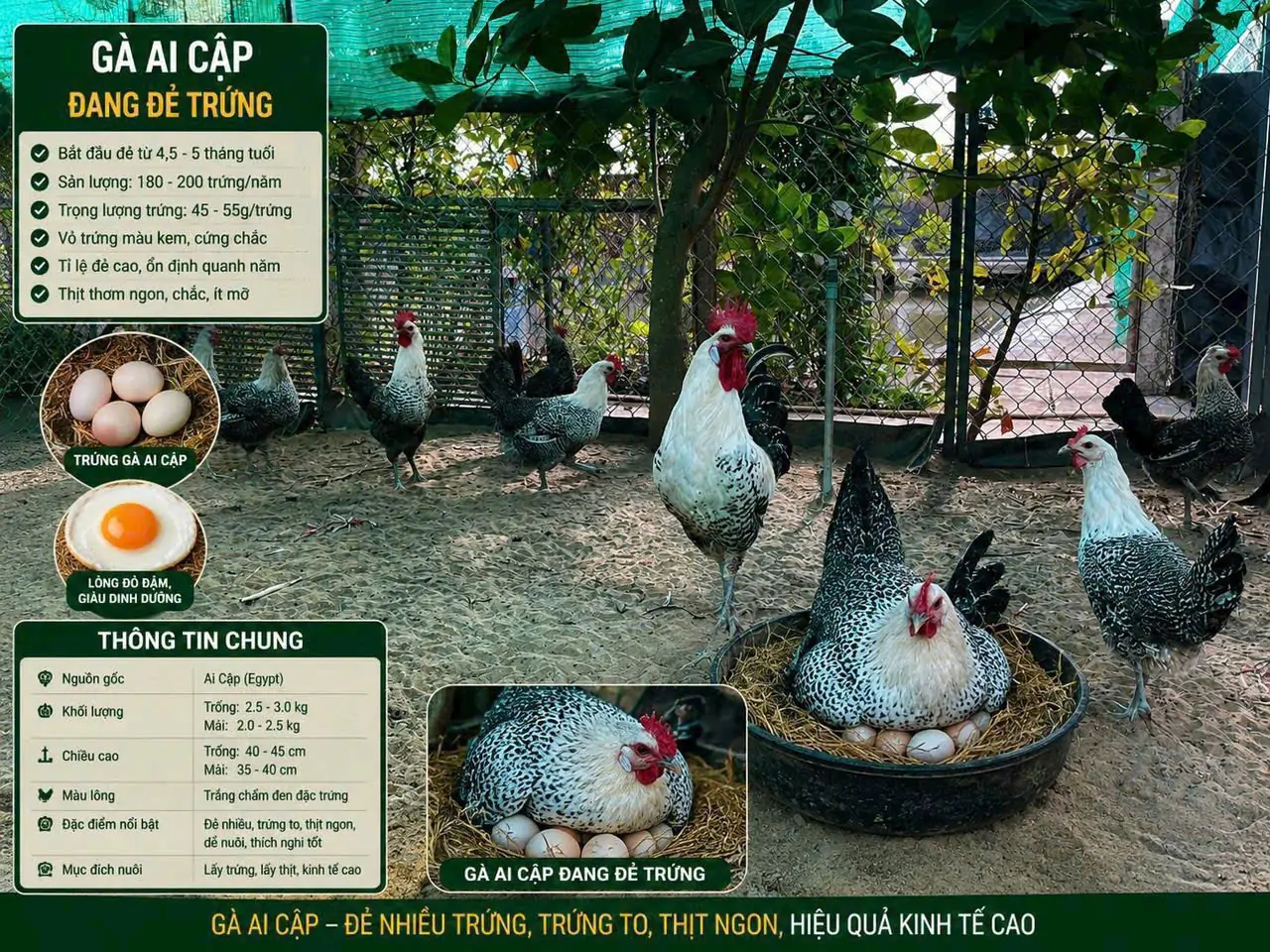Gà Ai Cập Bao Lâu Đẻ
