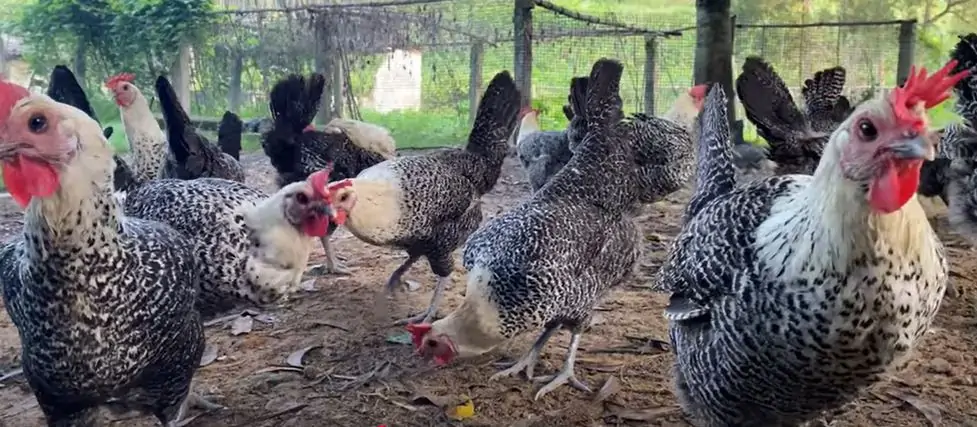 Gà choai, gà hậu bị