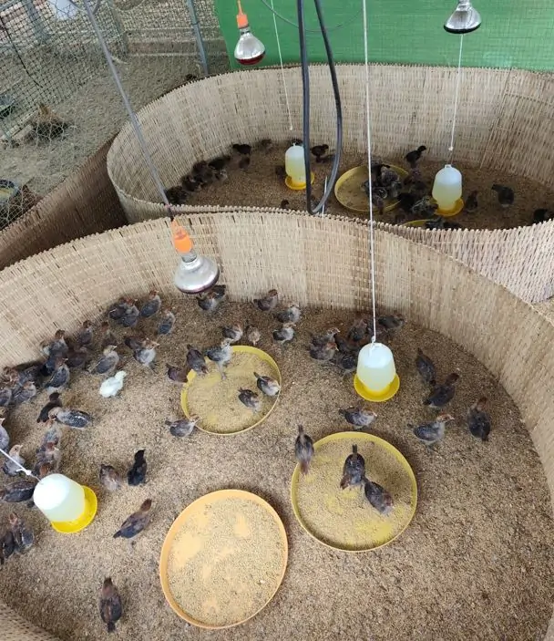 G&agrave; Ai Cập si&ecirc;u trứng thả vườn