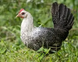 Gà Serama (Gà tre Mã Lai)