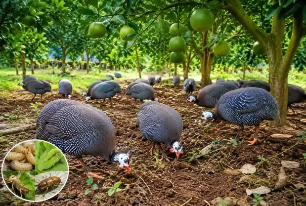 Thỏ kiểng chế độ ăn theo từng tháng tuổi