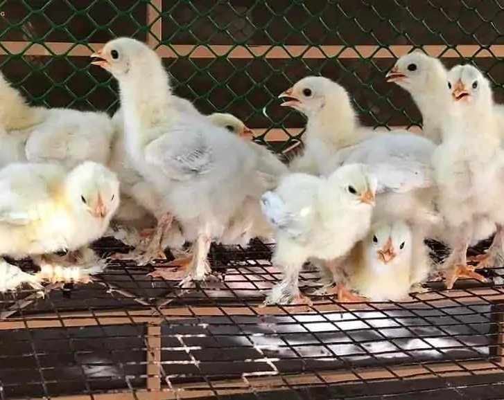 Kỹ thuật nuôi gà Kỳ Lân