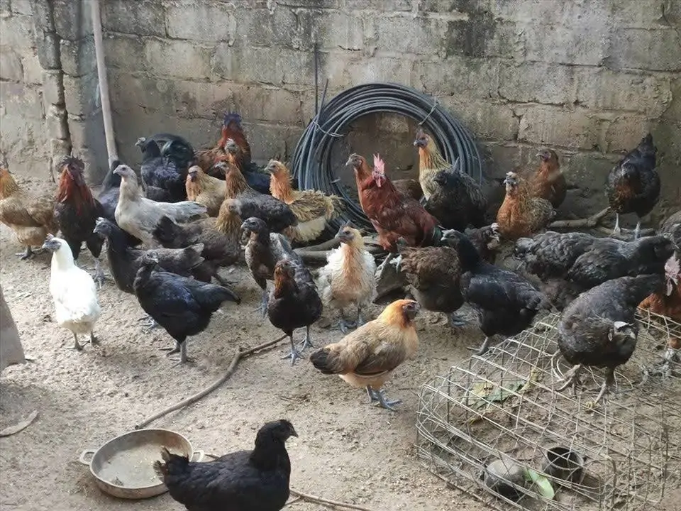 Gà hơ mông