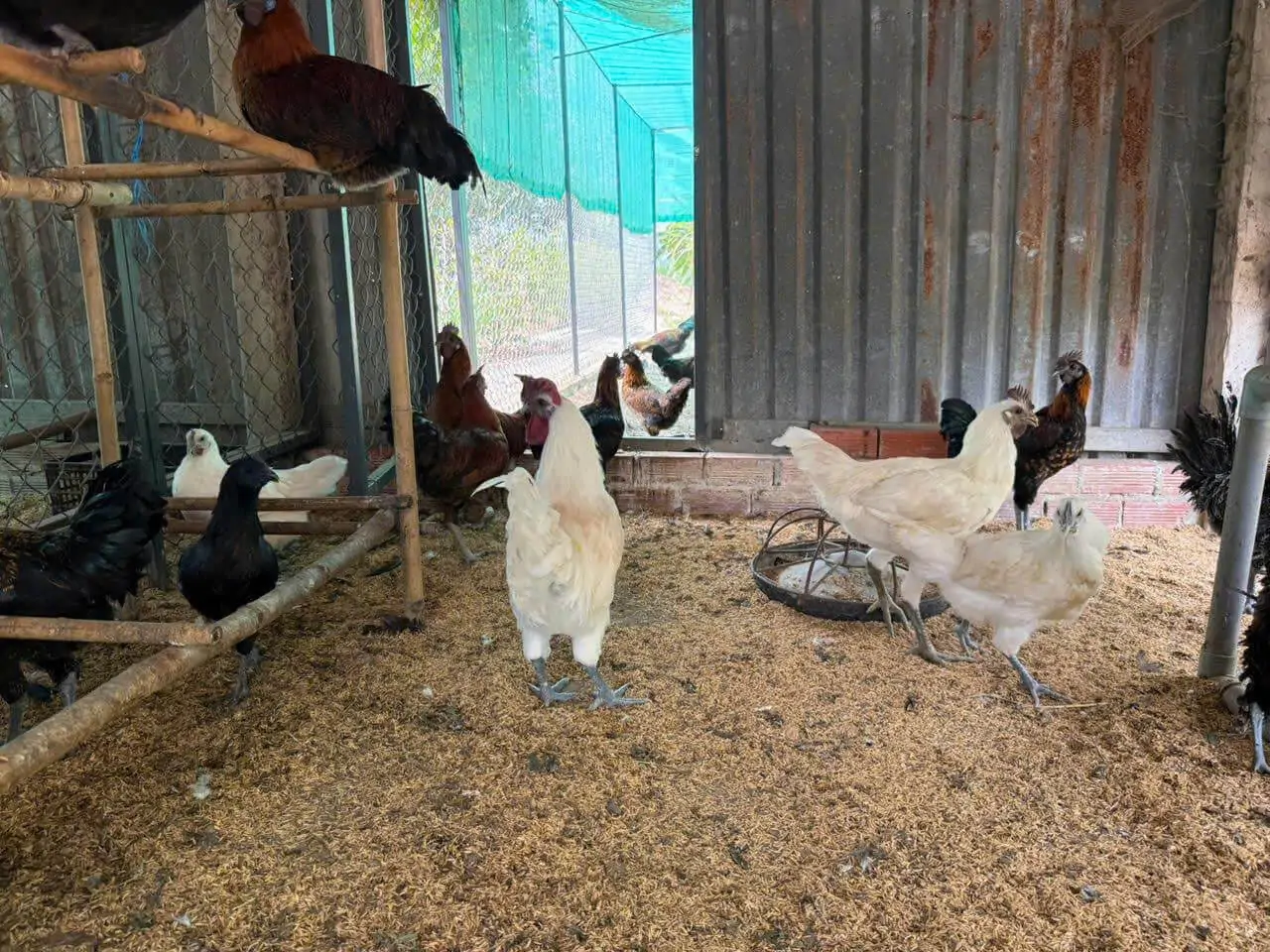 G&agrave; Hơ M&ocirc;ng