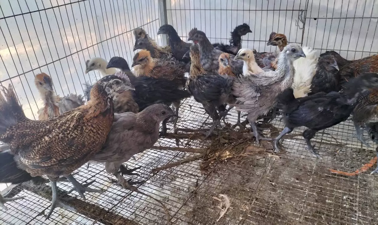 Gà Hơ Mông con 1 tháng tuổi