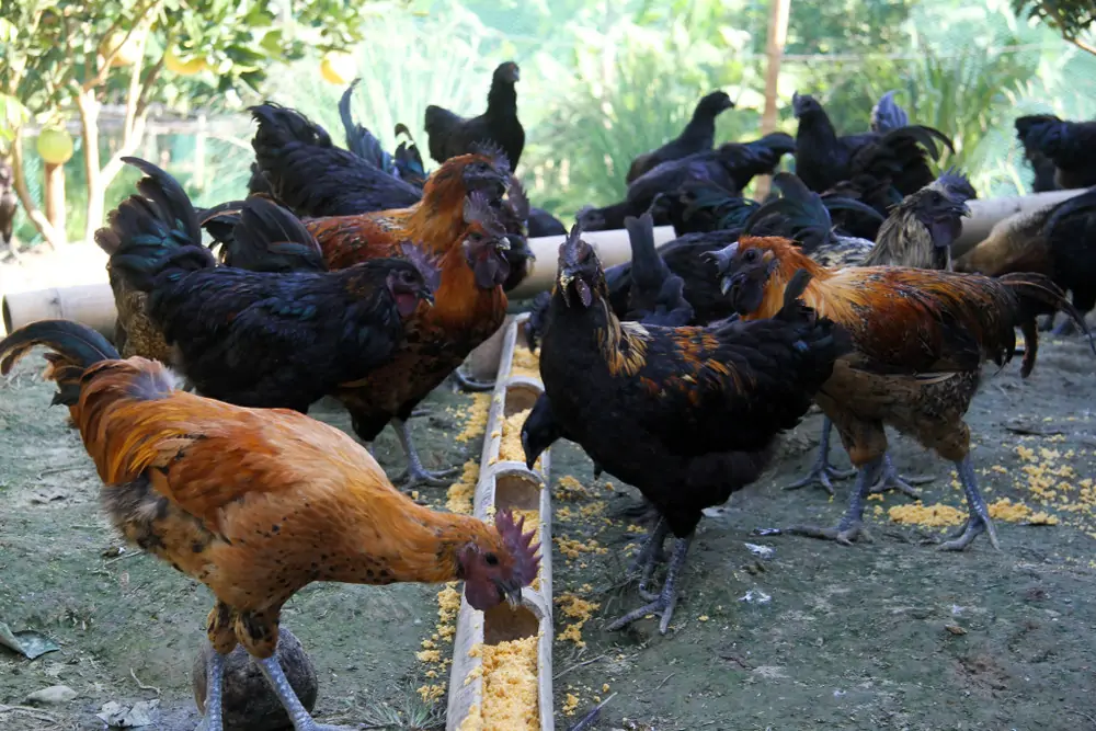 Mô hình nuôi ngỗng kết hợp làm cảnh, giữ nhà và phong thủy