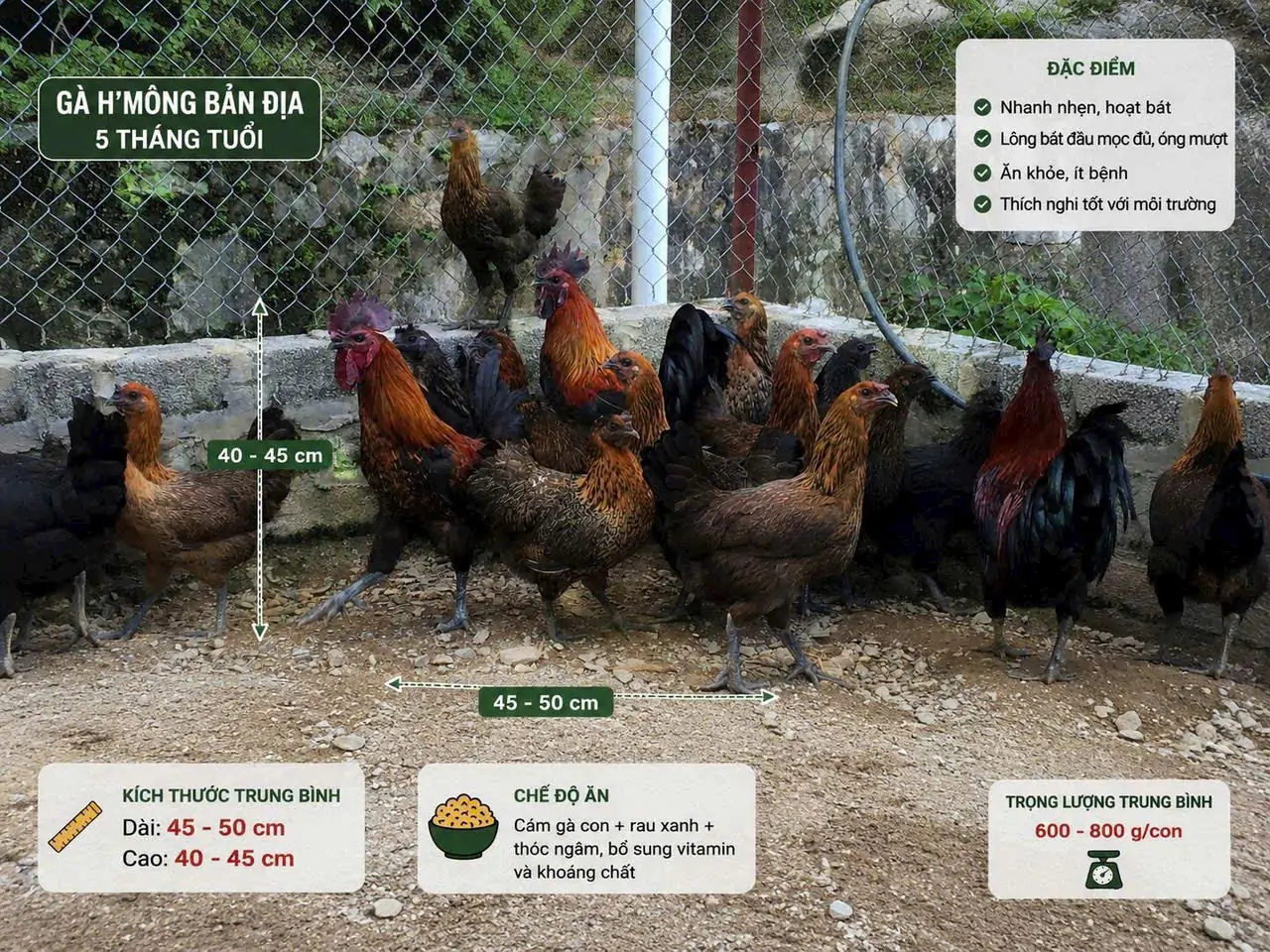 Giống Dê lùn Pygmy thuần chủng