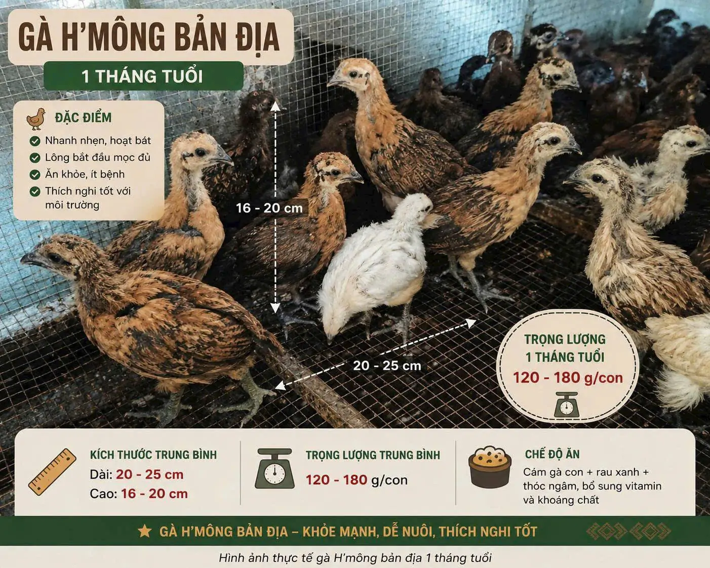 G&agrave; Hơ M&ocirc;ng Thuần Chủng Nhận Biết Thế N&agrave;o