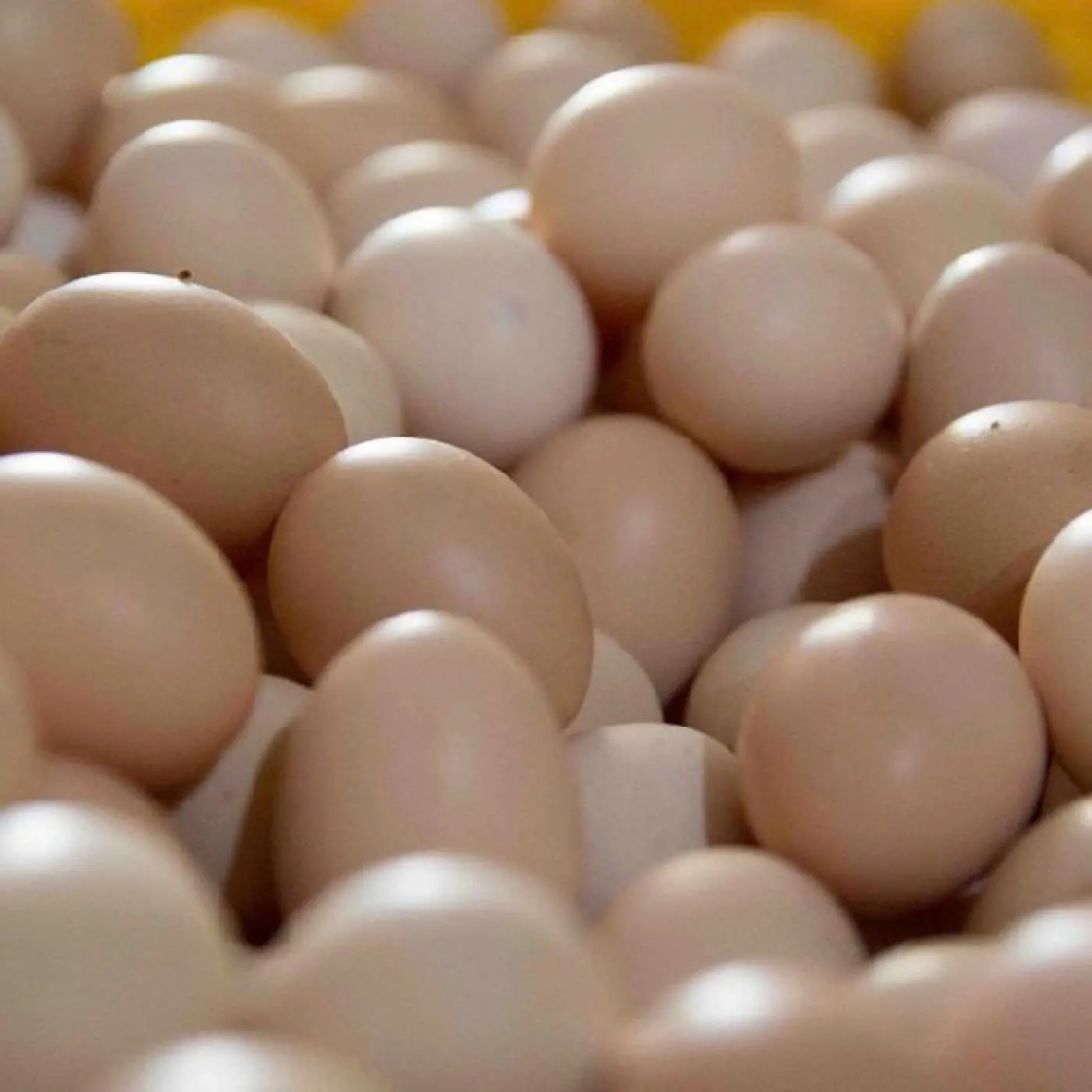 Top giống g&agrave; si&ecirc;u trứng năng suất cao nhất hiện nay