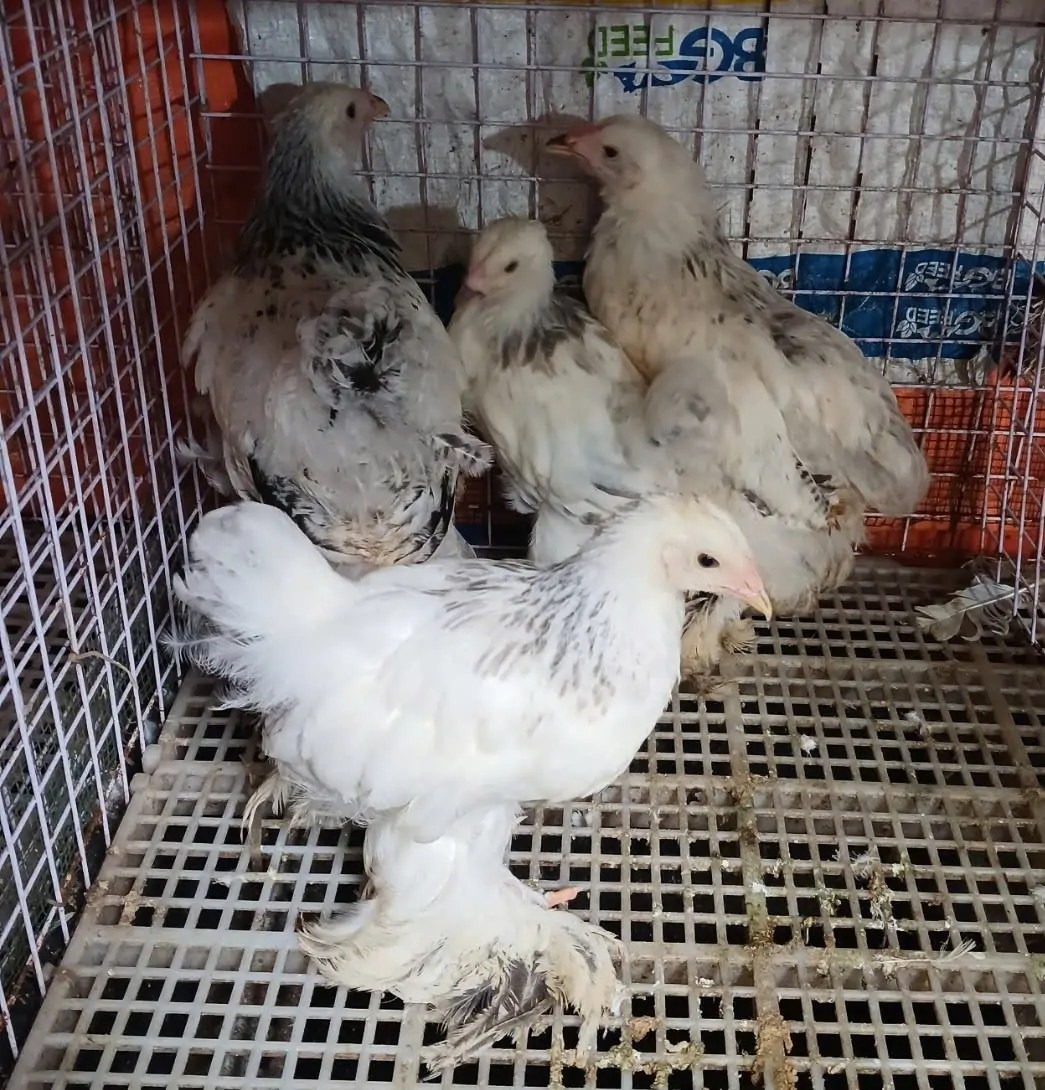 Gà choai, gà hậu bị