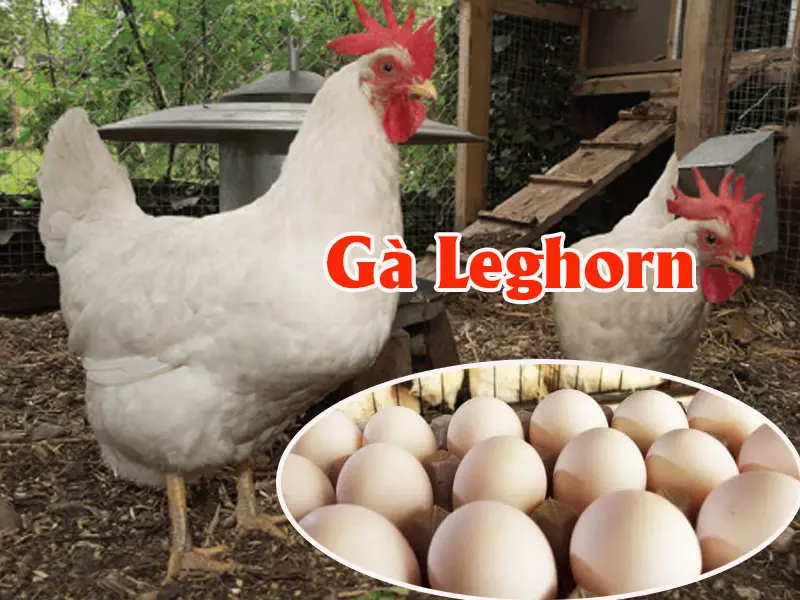 Giống gà Leghorn