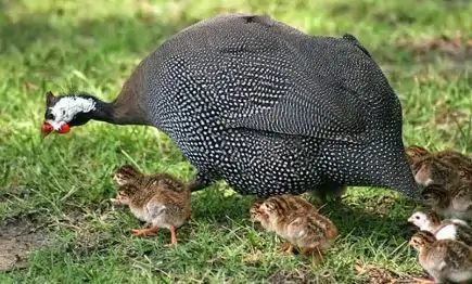 Cách chọn gà sao giống khỏe mạnh, ít bệnh, nuôi hiệu quả