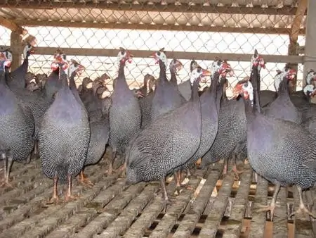 Bí quyết chọn giống Gà Sao tốt cho người mới nuôi