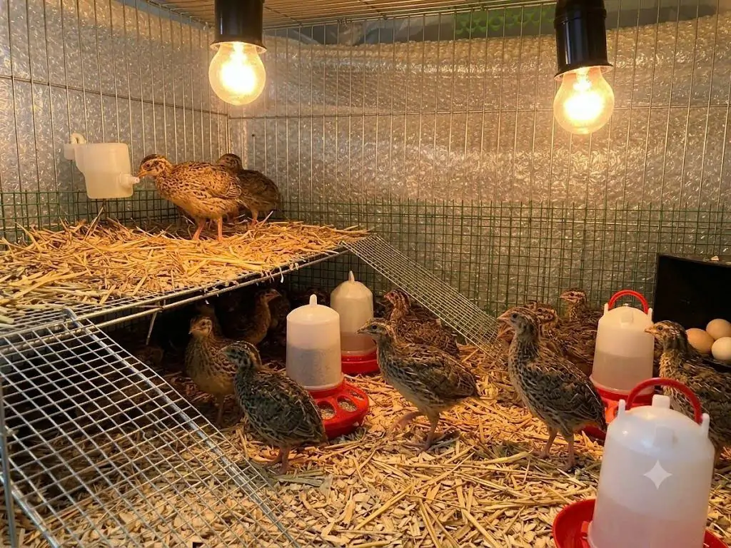 Quy Trình Chăm Sóc Thỏ Kiểng Đúng Cách Tại Nhà