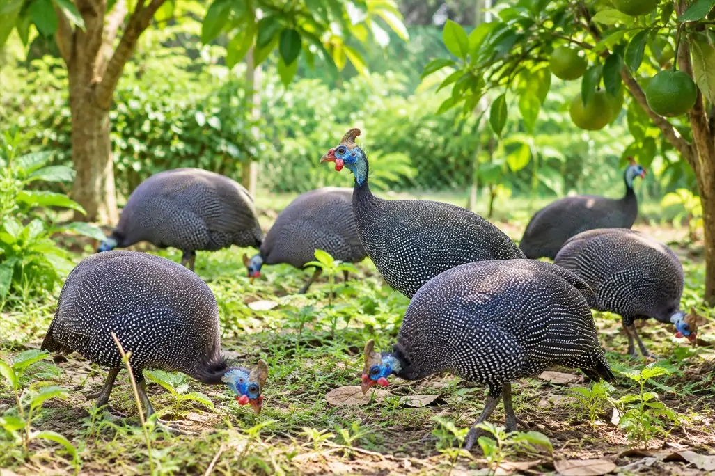 Kỹ thuật Chăn nuôi