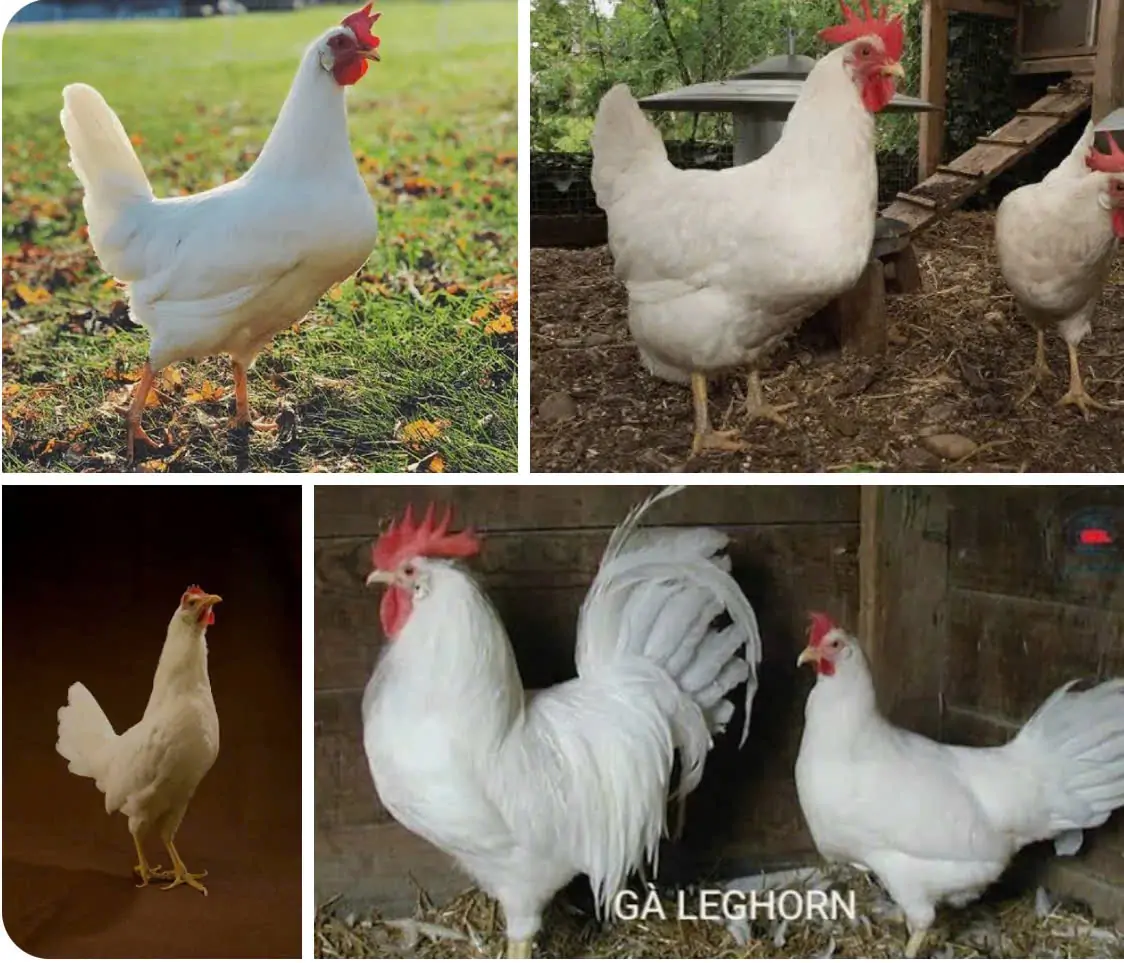 G&agrave; si&ecirc;u trứng đẻ li&ecirc;n tục được bao l&acirc;u