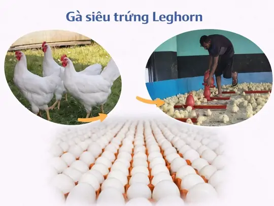 Mua G&agrave; Si&ecirc;u Trứng Ở Đ&acirc;u