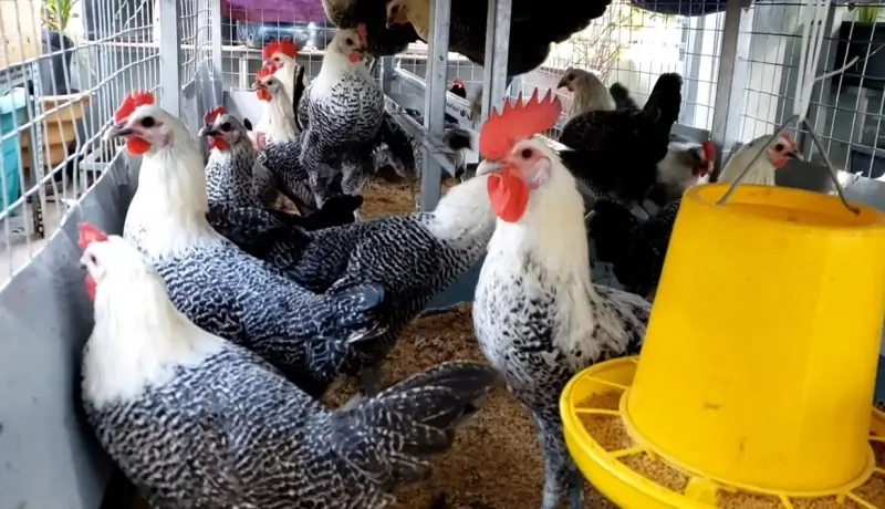 cách chọn con giống gà Ai Cập vằn khỏe mạnh, năng suất cao