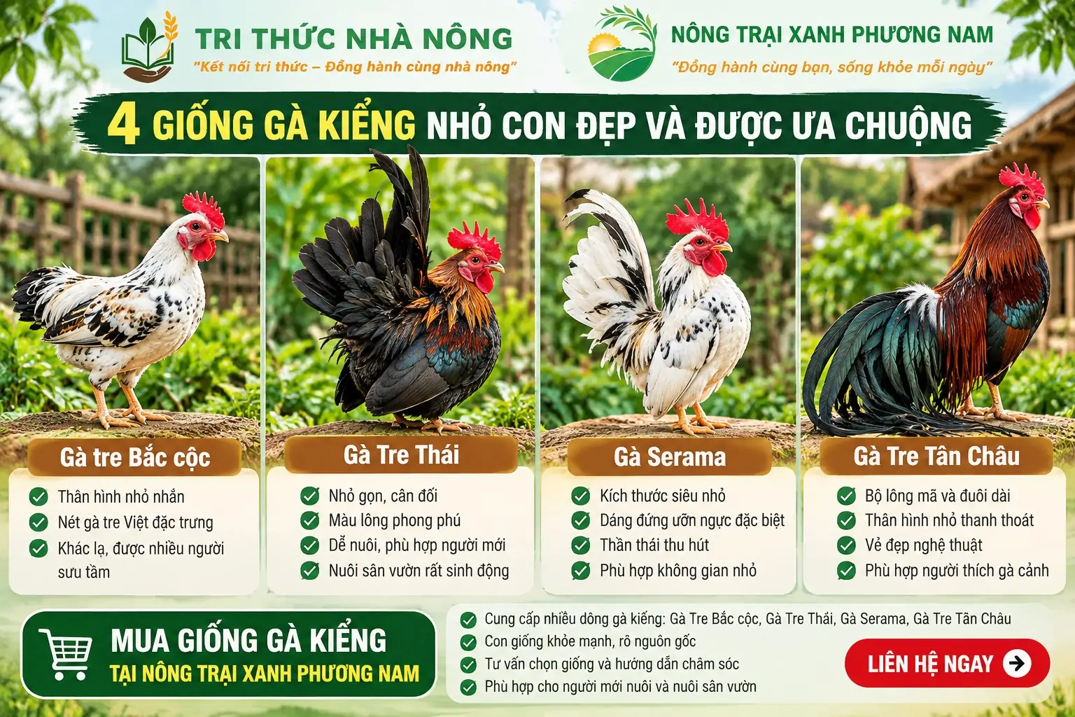 Gà Sao có thực sự giúp giảm côn trùng trong vườn?