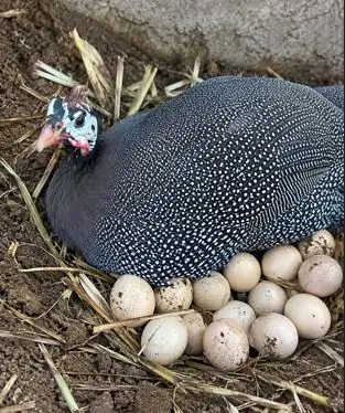 Cộng đồng