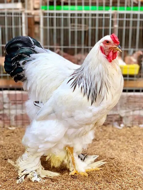 Kỹ thuật nuôi gà kỳ lân Brahma 