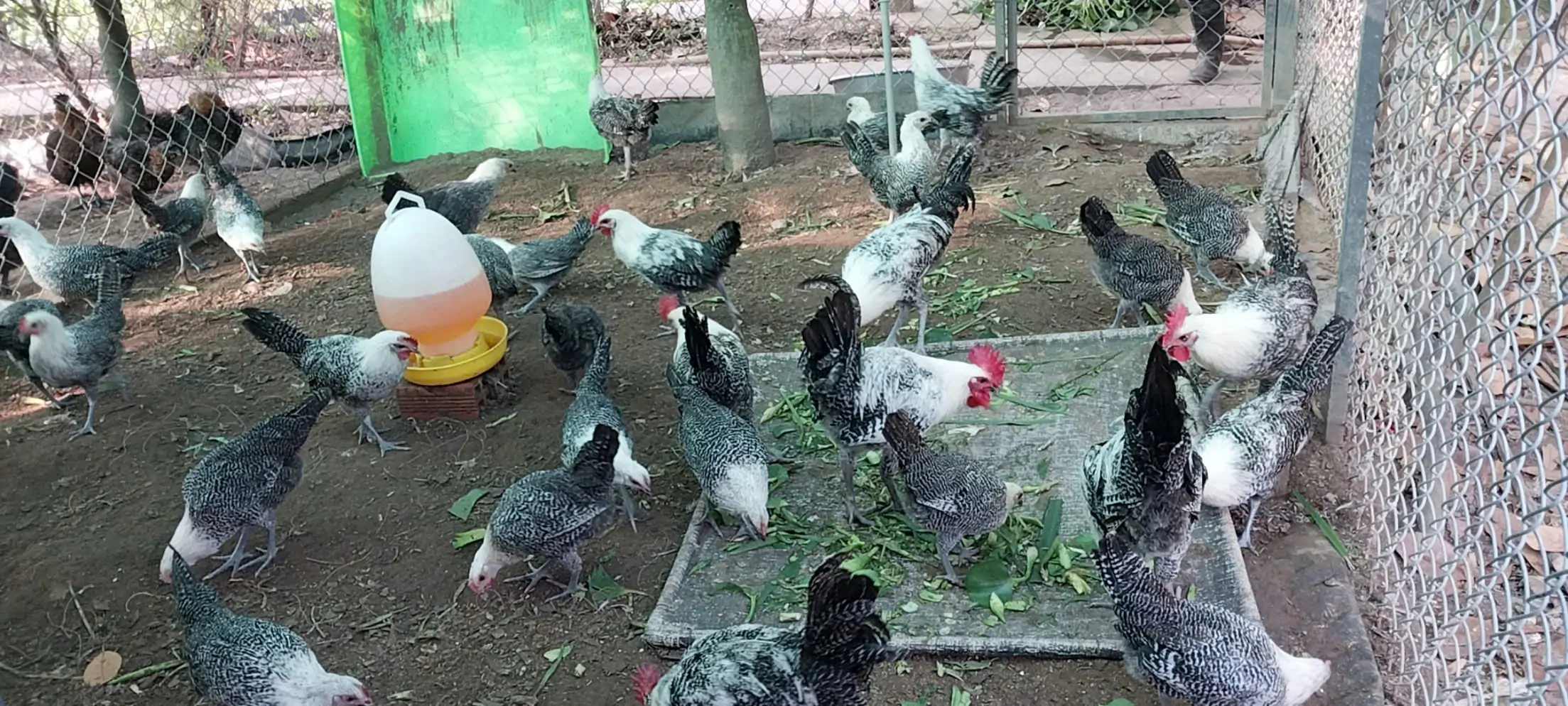 Nu&ocirc;i gia cầm kh&ocirc;ng kh&aacute;ng sinh bằng c&acirc;y l&aacute; tự nhi&ecirc;n