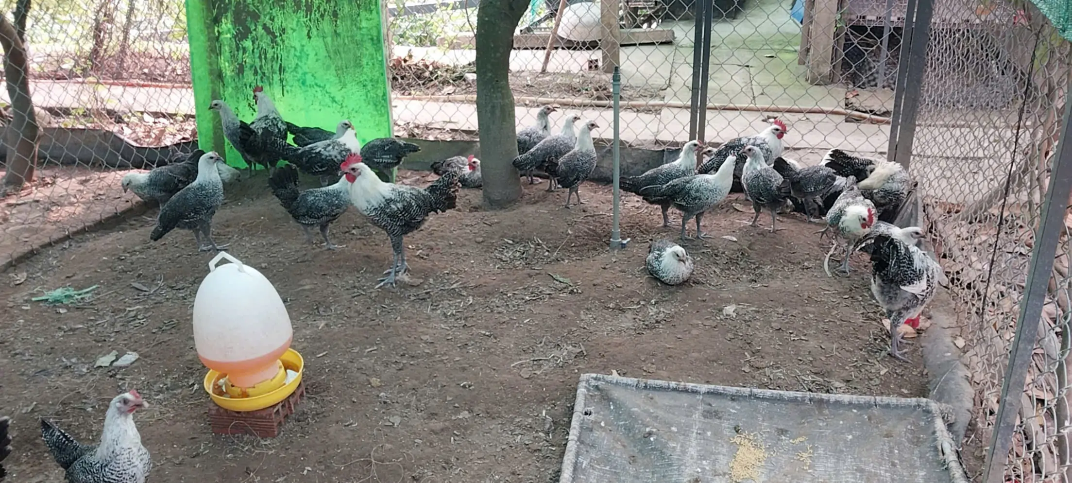 Biến s&acirc;n thượng th&agrave;nh &ldquo;trang trại mini&rdquo; nu&ocirc;i g&agrave; Ai Cập lấy trứng