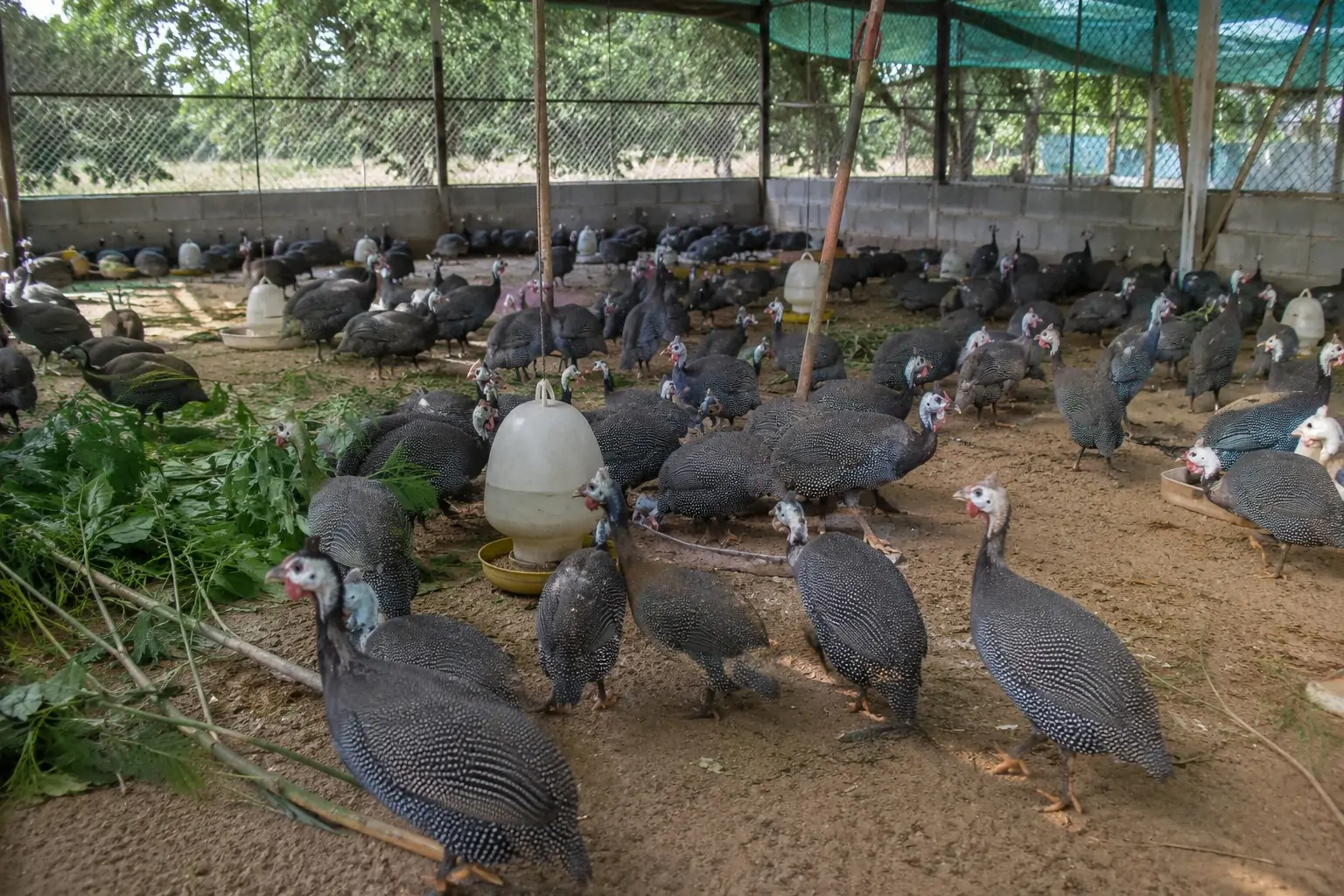 Vì Sao Nhiều Nông Dân Chuyển Từ Nuôi Gà Ta Sang Gà Sao