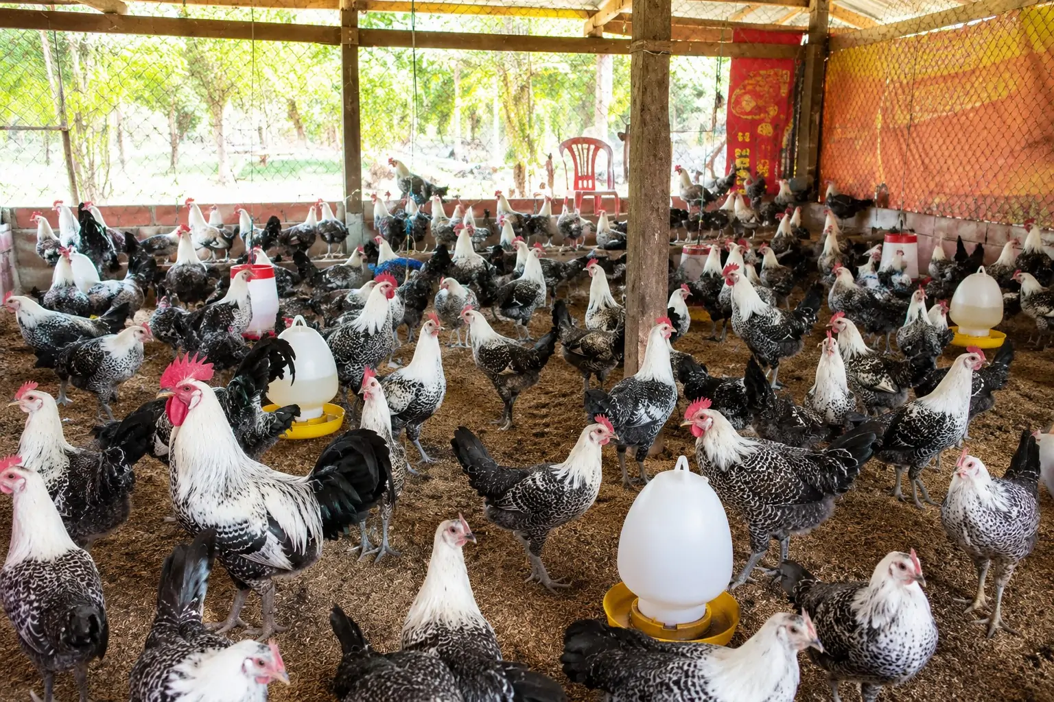 Tại sao gà tre Thái được nuôi cảnh phổ biến?