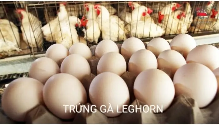 Chim trích cồ