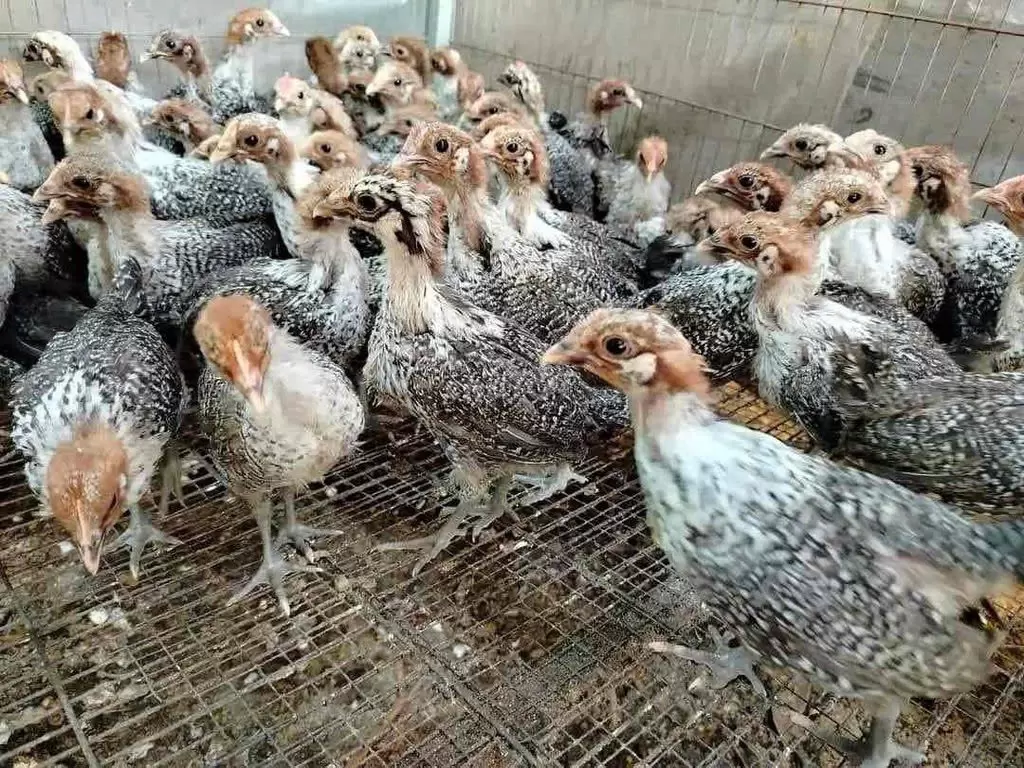 Gà Ai Cập 