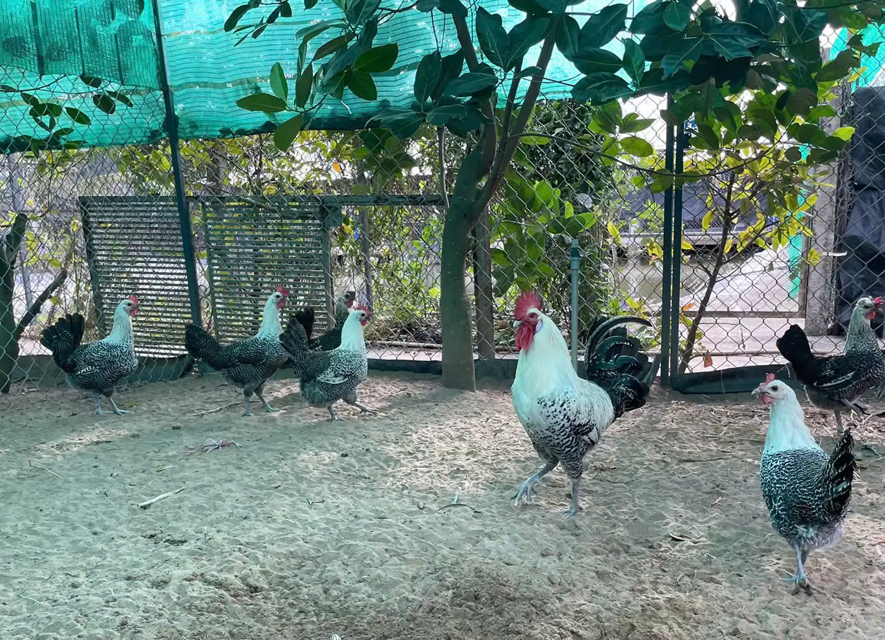 Gà Ai Cập Vằn