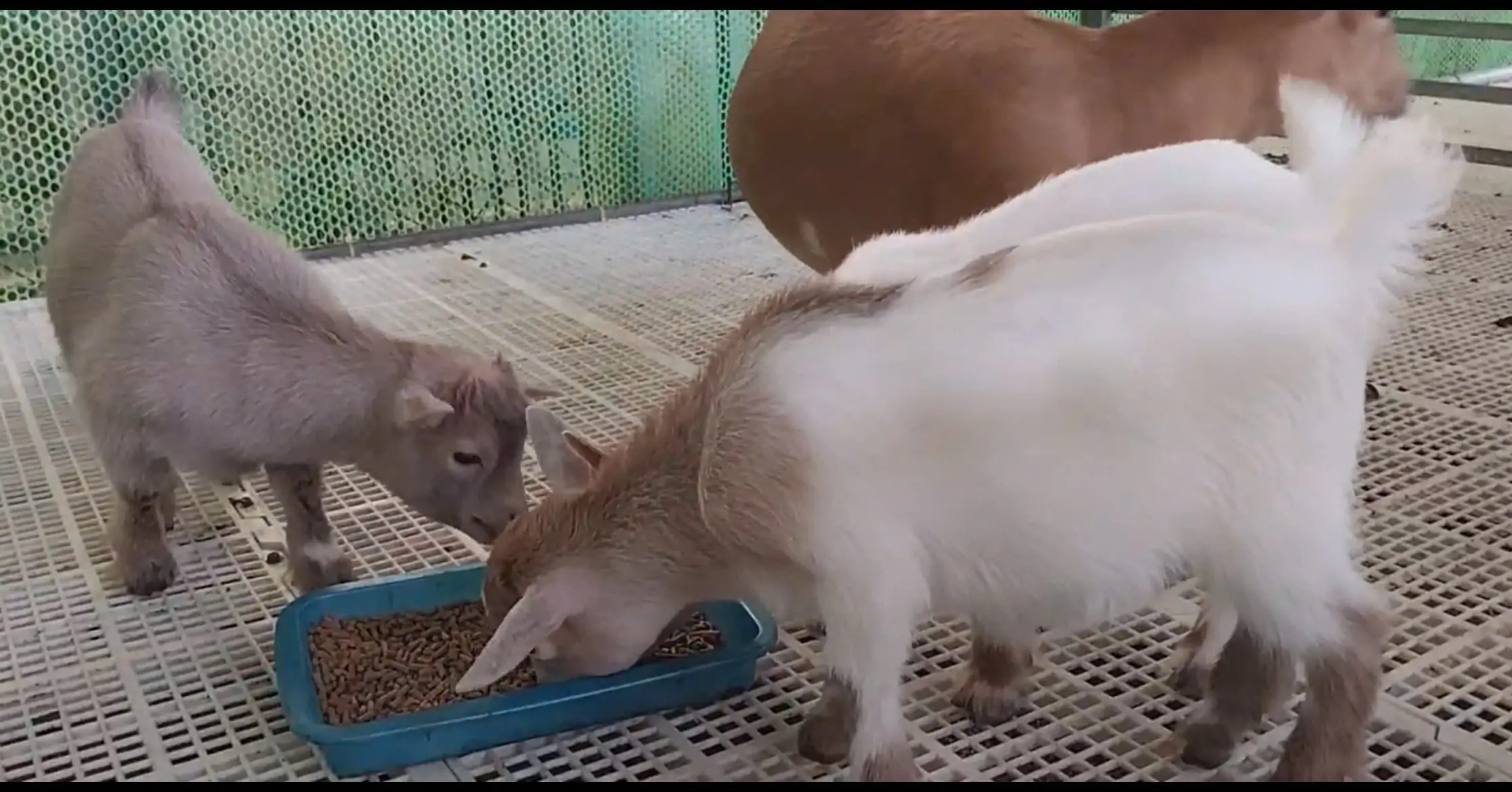 Nuôi dê lùn mini làm thú cưng trong nhà