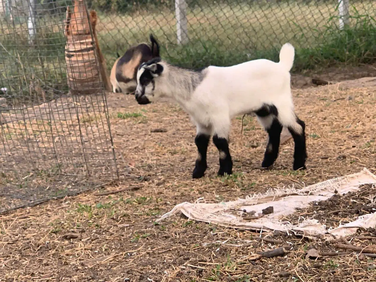 Nuôi dê lùn mini làm thú cưng trong nhà