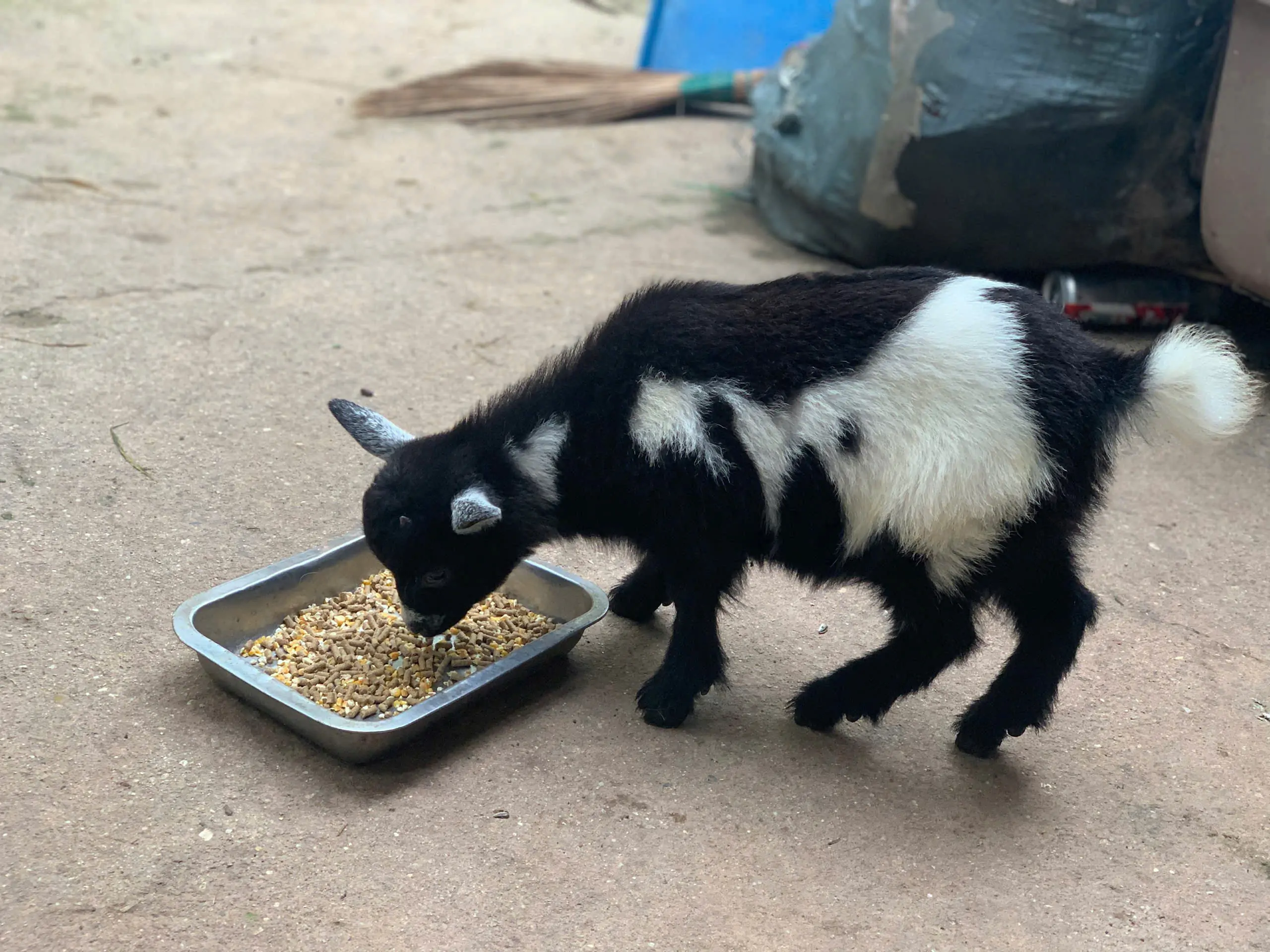 Nuôi dê lùn mini làm thú cưng trong nhà