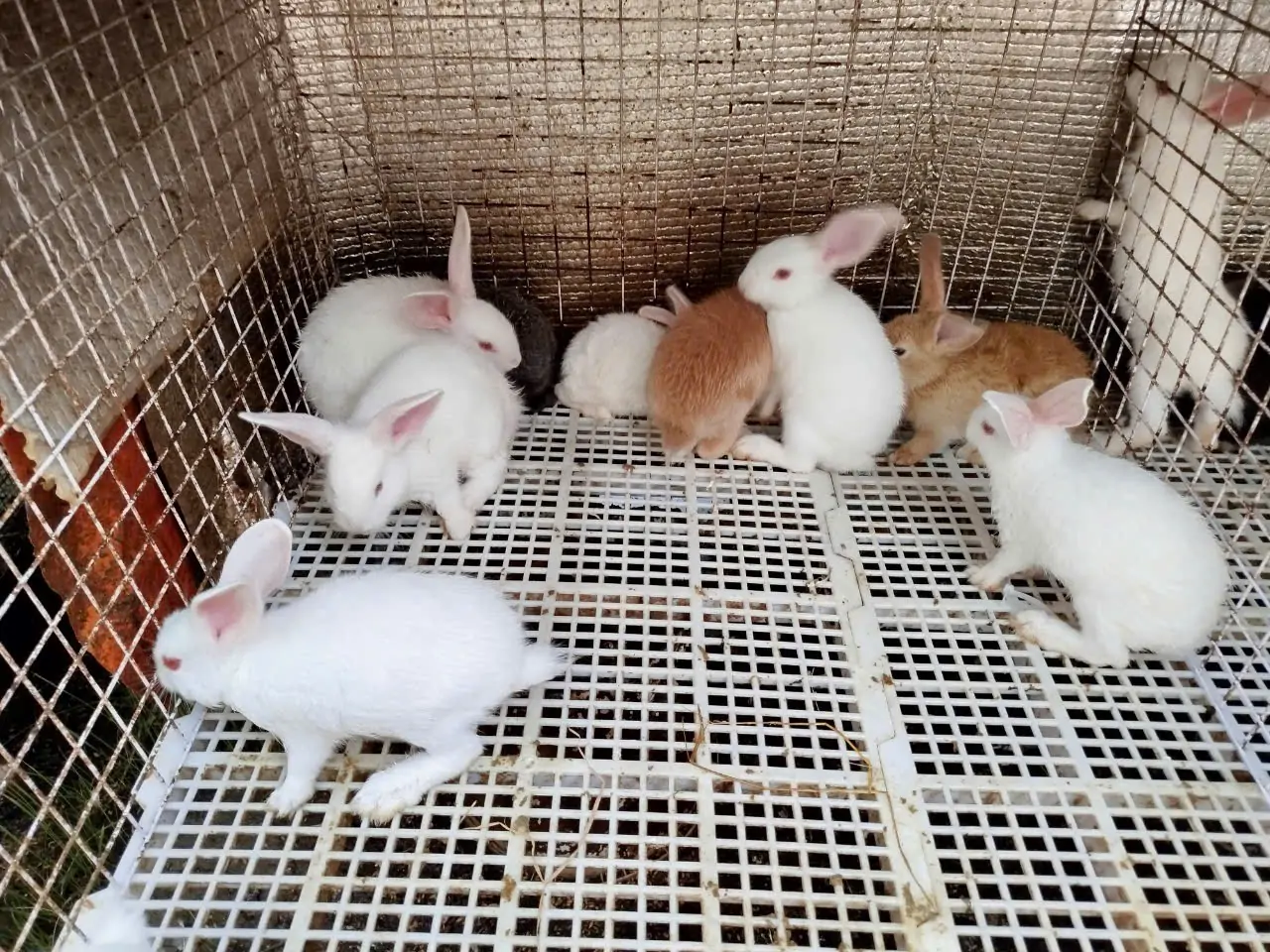Lưu ý khi chăn nuôi thỏ